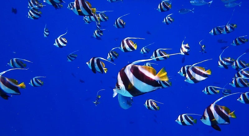 Peixes em ilha caribenha