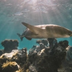 DCIM105GOPROGOPR6097.JPG