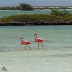 Ingresso para o tour de flamingos com snorkel em Bonaire