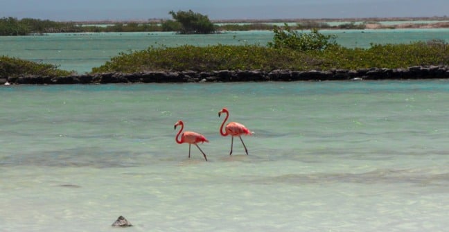 Ingresso para o tour de flamingos com snorkel em Bonaire