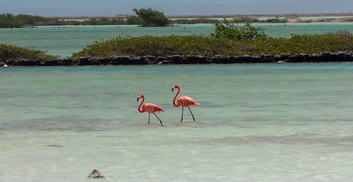 Ingresso para o tour de flamingos com snorkel em Bonaire