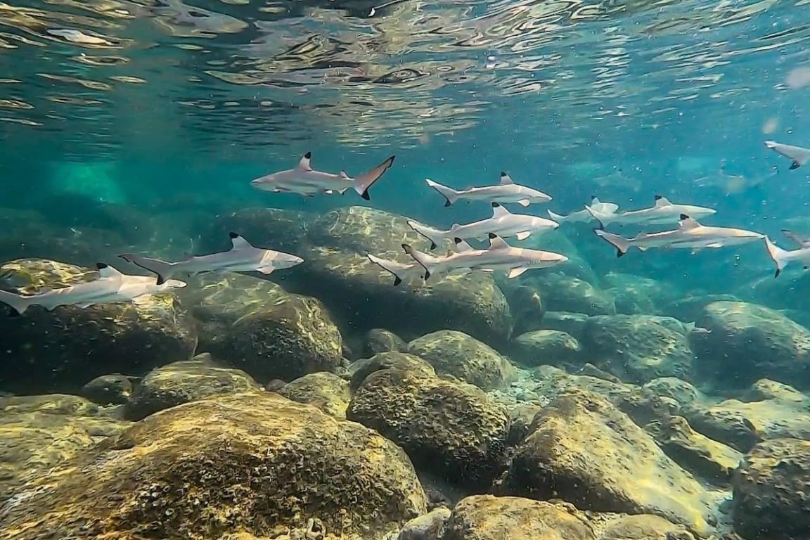 Praia Shark Bay em Koh Tao: para nadar com tubarões