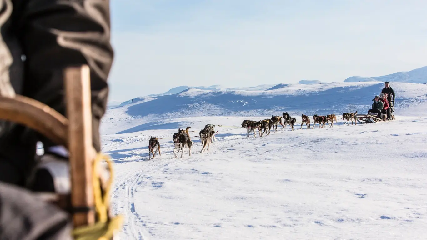 Trenó de cachorros em Riksgränsen Trenó de cachorros em Riksgränsen