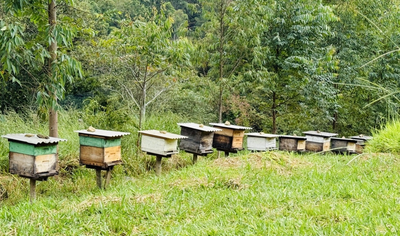 Apiário Flores da Serra em Monte Verde Apiário Flores da Serra em Monte Verde