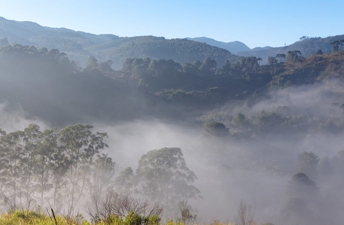 Araukaria Brasil em Monte Verde