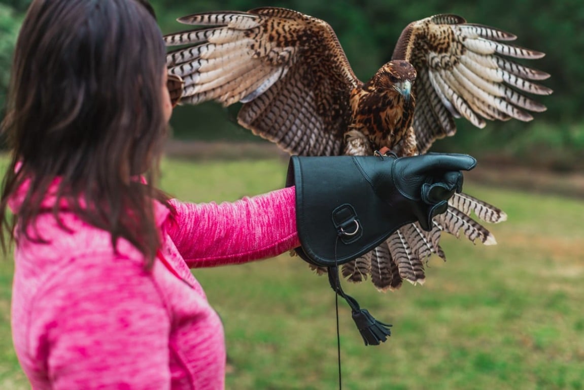 Falcoaria em Monte Verde Falcoaria em Monte Verde