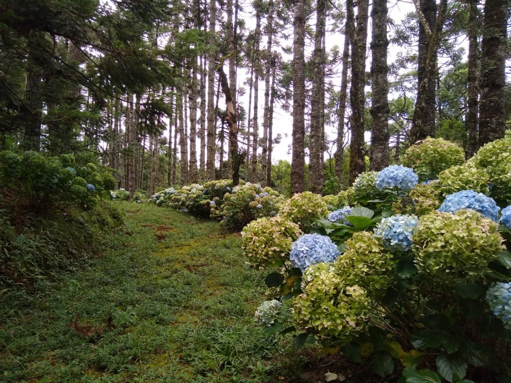 Parque Oschin em Monte Verde Parque Oschin em Monte Verde