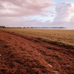 Como &eacute; o sarga&ccedil;o em Canc&uacute;n? Dicas e informa&ccedil;&otilde;es