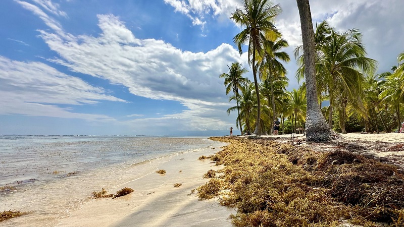 Sargaço no Caribe Sargaço no Caribe