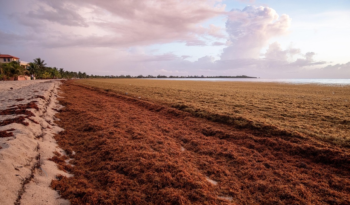 Como é o sargaço em Cancún? Dicas e informações Como é o sargaço em Cancún? Dicas e informações