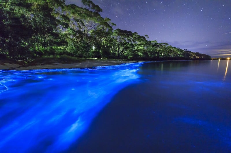 Bioluminesc&ecirc;ncia em Porto Rico