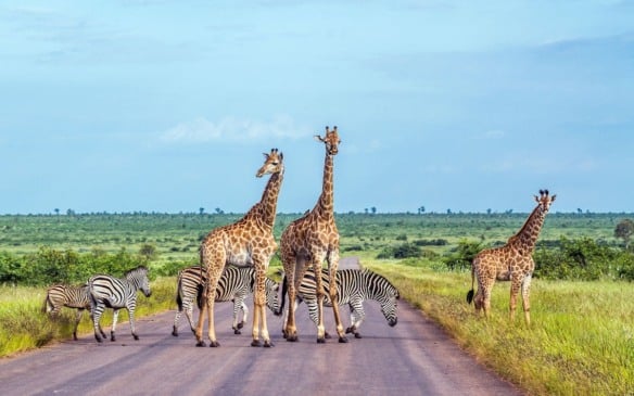 Kruger Park: dicas para o seu safári na África do Sul