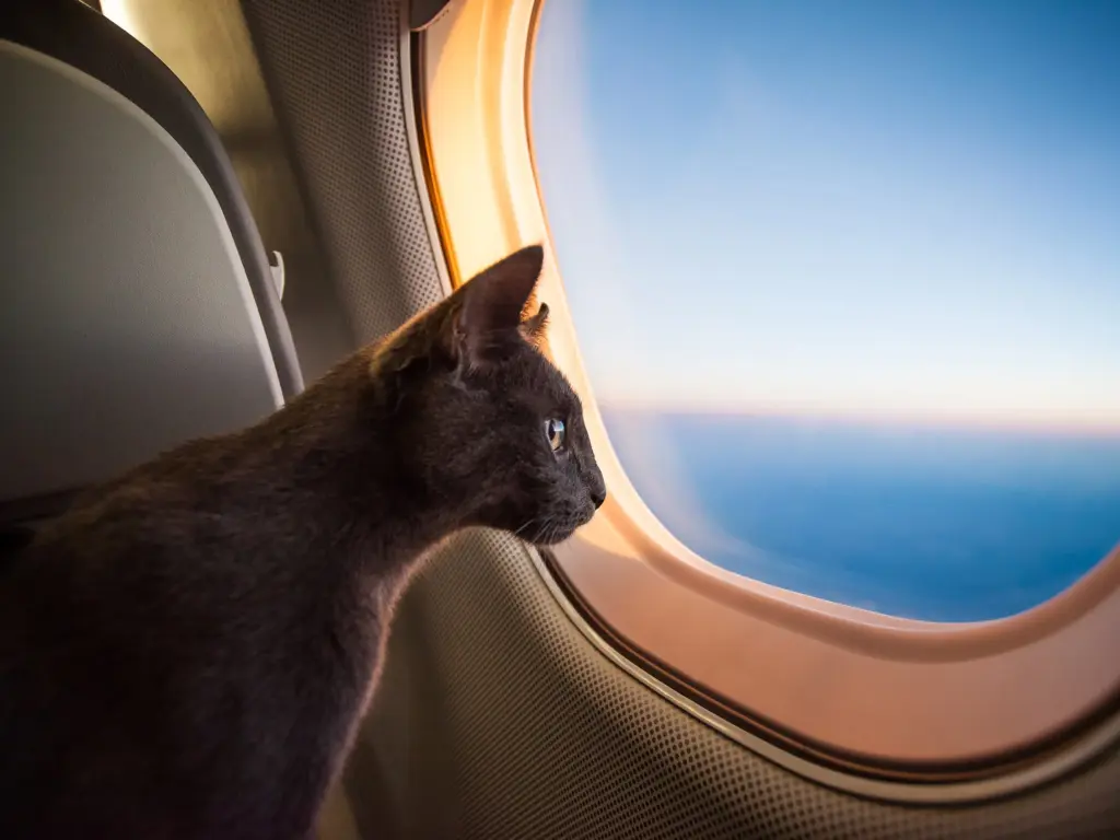 Gatinho no avião internacional Gatinho no avião internacional