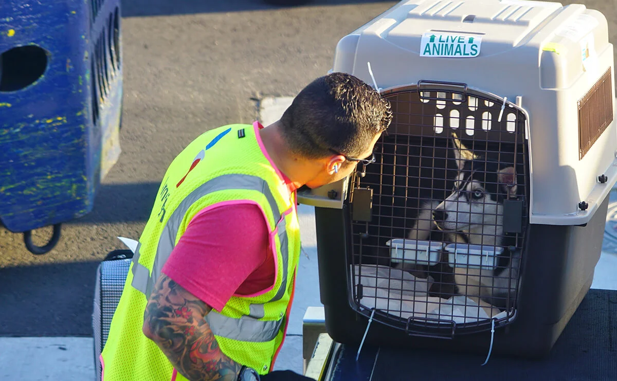 Cachorro no aeroporto Cachorro no aeroporto