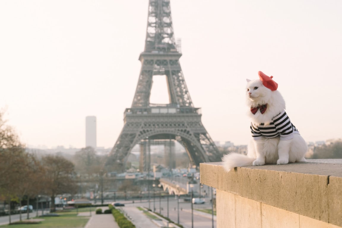 Gato em Paris Gato em Paris
