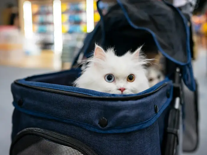 Gatinho no aeroporto Gatinho no aeroporto