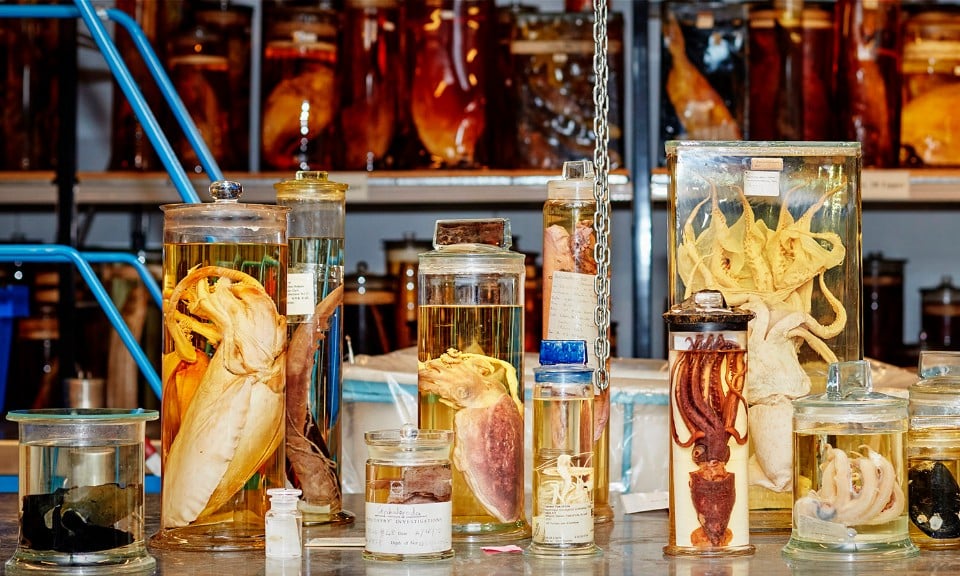 Coleção de animais no museu Coleção de animais no museu