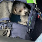 Regras para o transporte de animais de estima&ccedil;&atilde;o em avi&atilde;o