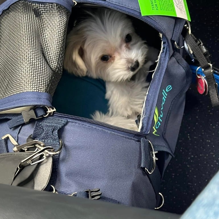 Regras para o transporte de animais de estimação em avião