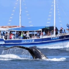 Passeio para avistar baleias em Saman&aacute; + Cachoeira El Lim&oacute;n