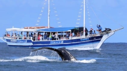 Passeio para avistar baleias em Samaná + Cachoeira El Limón Passeio para avistar baleias em Samaná + Cachoeira El Limón