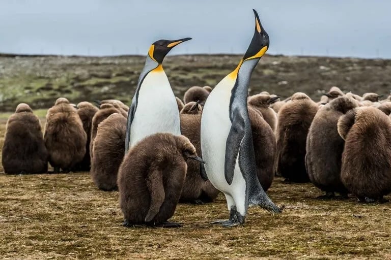 Volunteer Point Ilhas Maldinas - pinguins