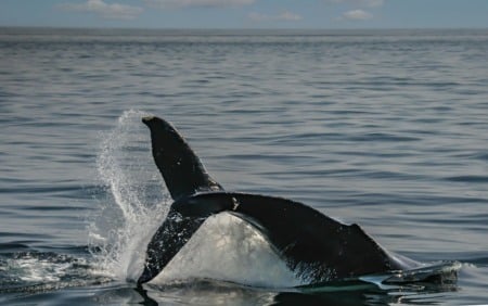 Tour privado para ver as baleias saindo de Punta Cana
