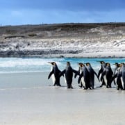 Roteiro de 7 dias pelas Ilhas Falkland - Malvinas