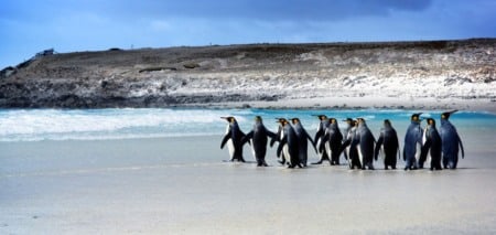 Roteiro de 7 dias pelas Ilhas Falkland - Malvinas Roteiro de 7 dias pelas Ilhas Falkland - Malvinas