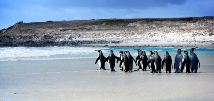 Roteiro de 7 dias pelas Ilhas Falkland - Malvinas Roteiro de 7 dias pelas Ilhas Falkland - Malvinas