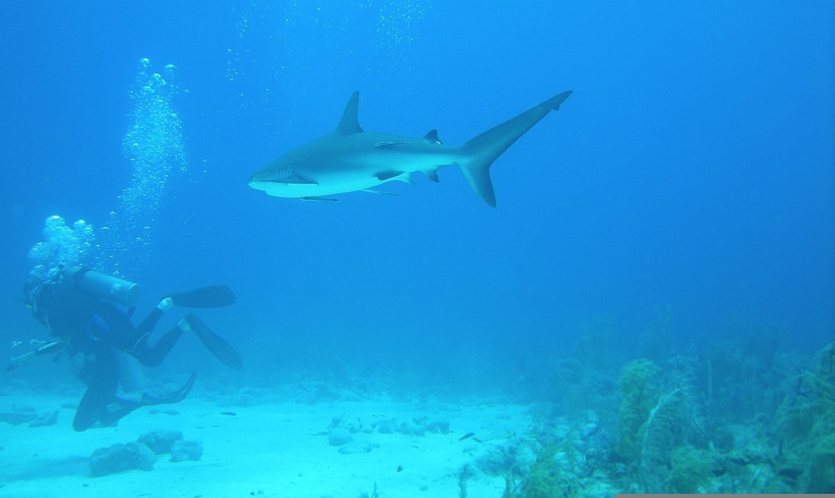 Dicas de como fazer um mergulho com tubar&otilde;es em Punta Cana