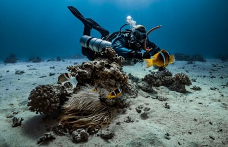 Dicas de como fazer um mergulho com tubarões em Punta Cana Dicas de como fazer um mergulho com tubarões em Punta Cana