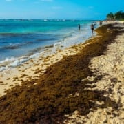 Sargaço em Cancún: como funciona e dicas atualizadas Sargaço em Cancún: como funciona e dicas atualizadas