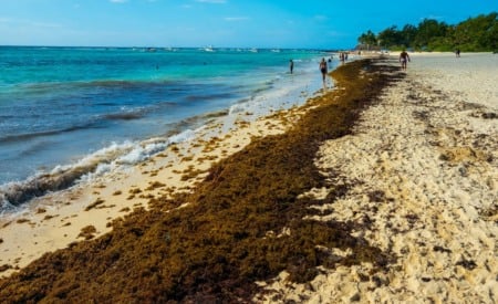 Sargaço em Cancún: como funciona e dicas atualizadas Sargaço em Cancún: como funciona e dicas atualizadas