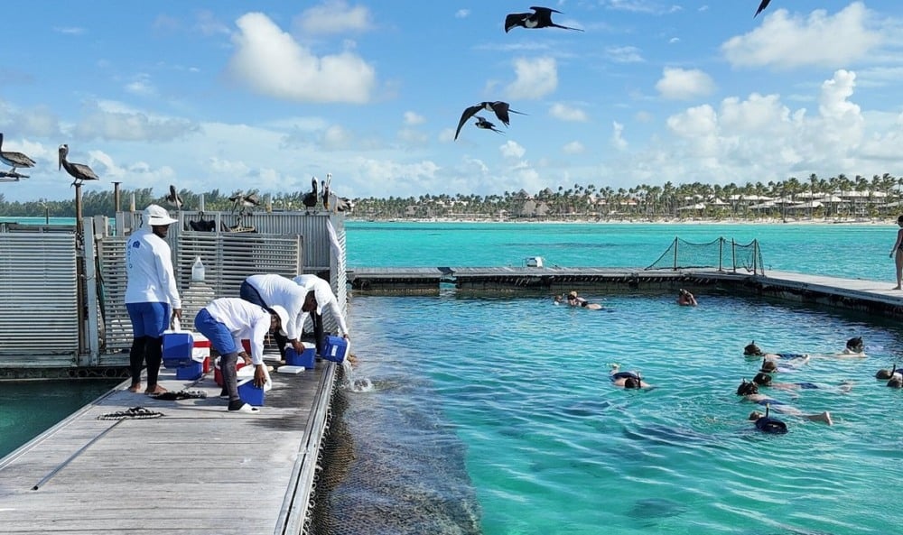 Nado com golfinhos no Dolphin Island Park em Punta Cana Nado com golfinhos no Dolphin Island Park em Punta Cana