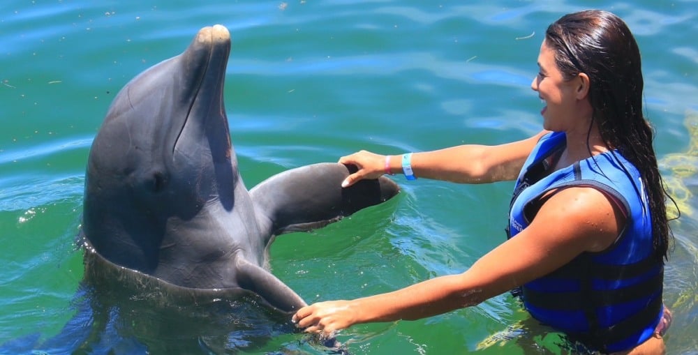 Nado com golfinhos no Dolphin Explorer em Punta Cana Nado com golfinhos no Dolphin Explorer em Punta Cana