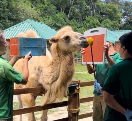 Animalia Park: como é o parque temático com zoológico em Sp